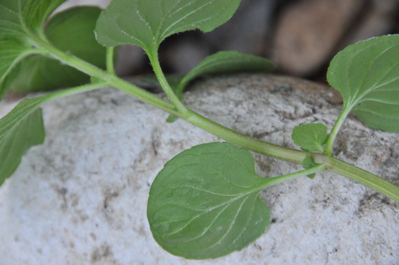 Pianta aromatica - Mentha aquatica